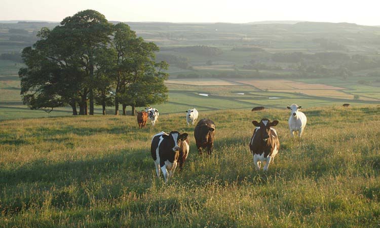 Compassion in world farming: An interview with Sarah Moyes