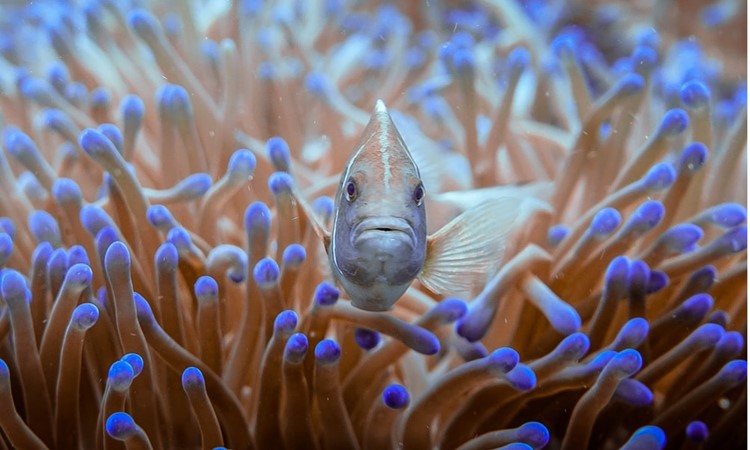 Clownfish in an anemone
