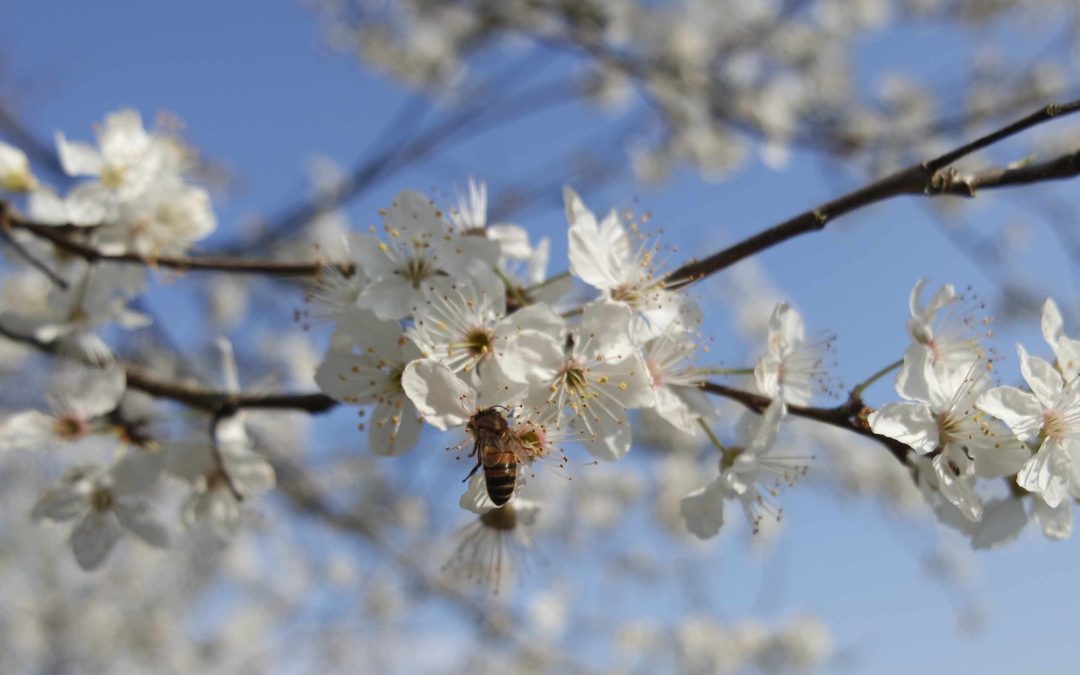 Image-credit-Emmeline-Smith_bee-on-white-tree-blossoms-scaled