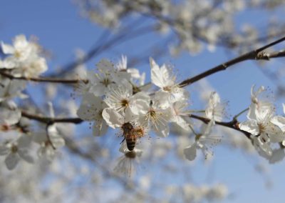 World Leaders Continue To Bumble Around As Pollinators Decline – COPCAS 2023 Student Blog