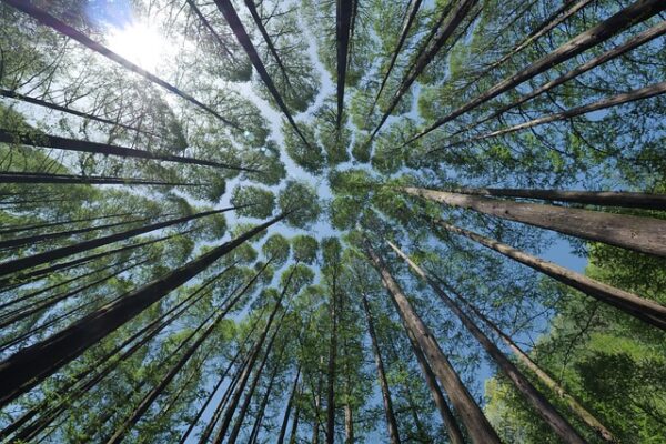 tree canopy