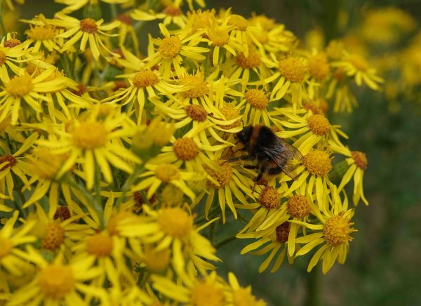 Image credit Emmeline Smith - Bee on yellow flowers