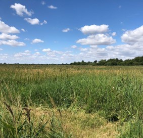 picture of the marshes in Wicken Fen.