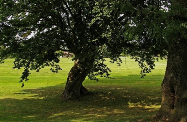 big tree in a park shedding shadow on the grass