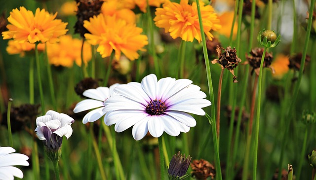 picture of lowers in a meadow