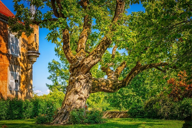picture of a garden with an old tree