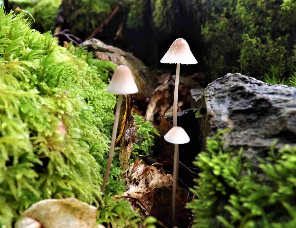 mushrooms growing in the wild