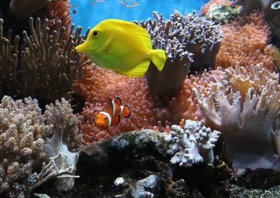 From Rubbles to Reefs: Hope Restored for Coral Reefs at COP28 – COPCAS 2023 Student Blog