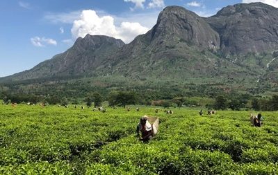 Exploring Climate Change Impacts on Livelihoods in Malawi’s Tea Sector